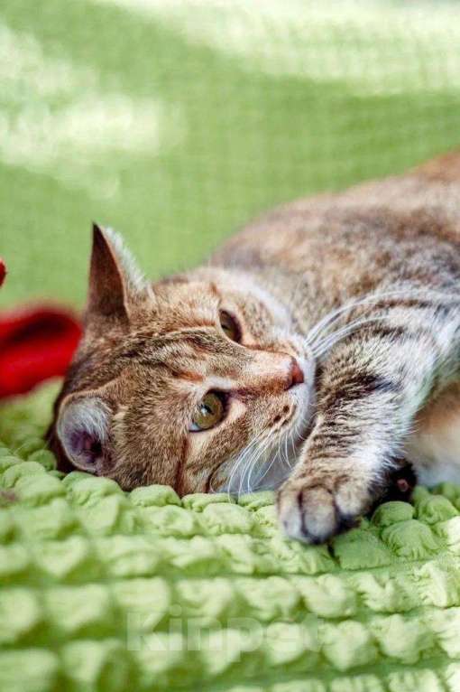 Кошки в Москве: Кругленькая очаровашка кошка Шерочка в дар Девочка, Бесплатно - фото 5