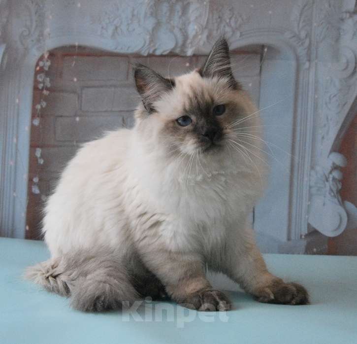 Кошки в Москве: Синеглазый Невский принц Мальчик, Бесплатно - фото 2