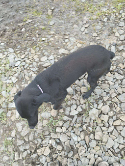 Объявление: Нашёлся щенок, чёрный, розовый ошейник, короткий хвост, 1 руб., Ейск