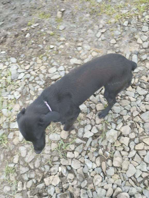 Собаки в Ейске: Нашёлся щенок, чёрный, розовый ошейник, короткий хвост Мальчик, 1 руб. - фото 1