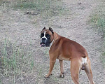 Собаки в Энгельс: Немецкий боксёр, вязка., 5 000 руб. - фото 4