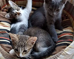 Кошки в Ярославле: Просим помощи в пристрое котят!, Бесплатно - фото 1