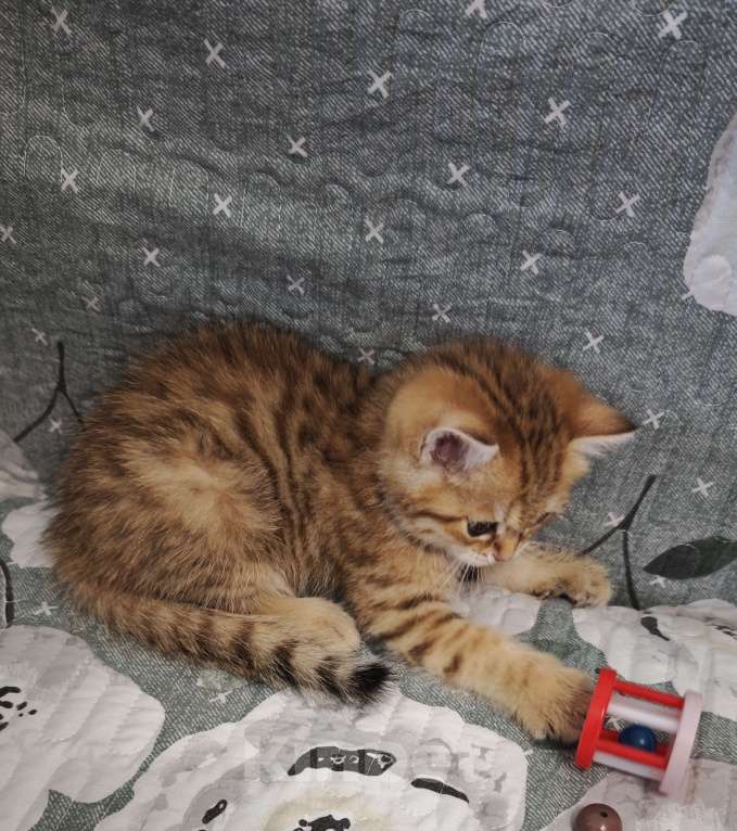 Кошки в Ангарске: Феликс Британец зелёноглазый яркий окрас Мальчик, 35 000 руб. - фото 3