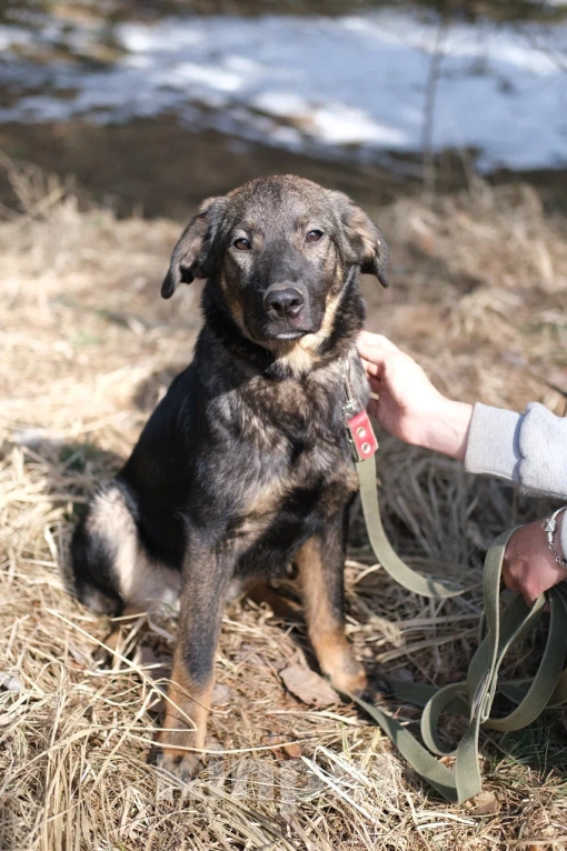 Собаки в Москве: Щенок девочка в добрые руки Девочка, Бесплатно - фото 3