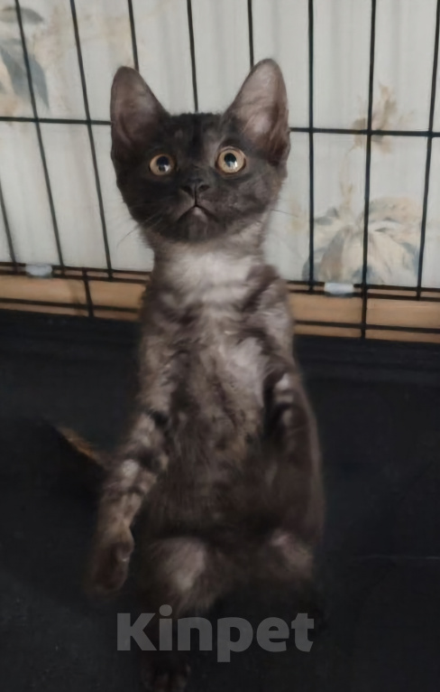 Кошки в Москве: Котенок в поисках семьи Девочка, Бесплатно - фото 2