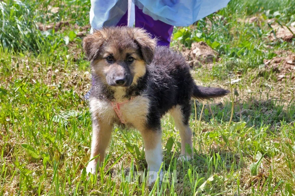 Собаки в Москве: Аленушка ищет дом! Девочка, Бесплатно - фото 2