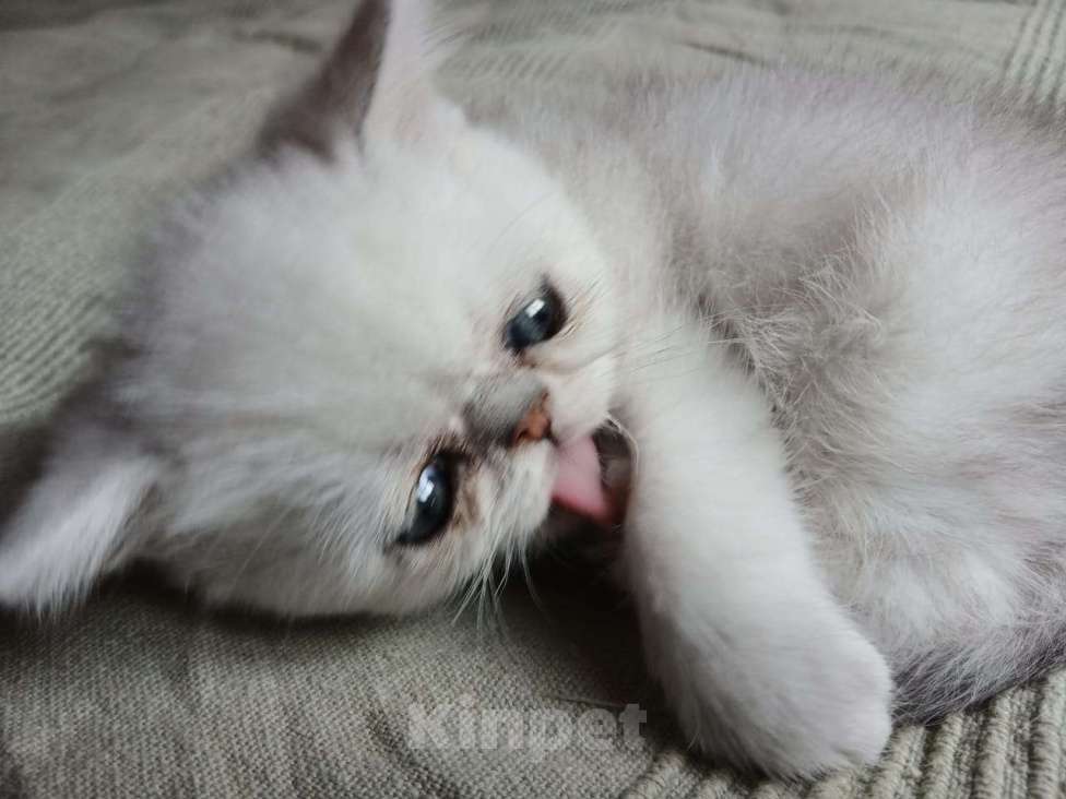 Кошки в других городах Московской области: Продается котенок породы экзотической короткошерстной Мальчик, 10 000 руб. - фото 3