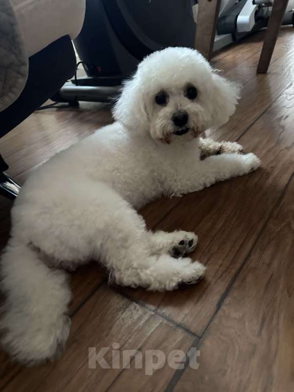 Собаки в Санкт-Петербурге: Мальтипу F1 Девочка, 40 000 руб. - фото 1