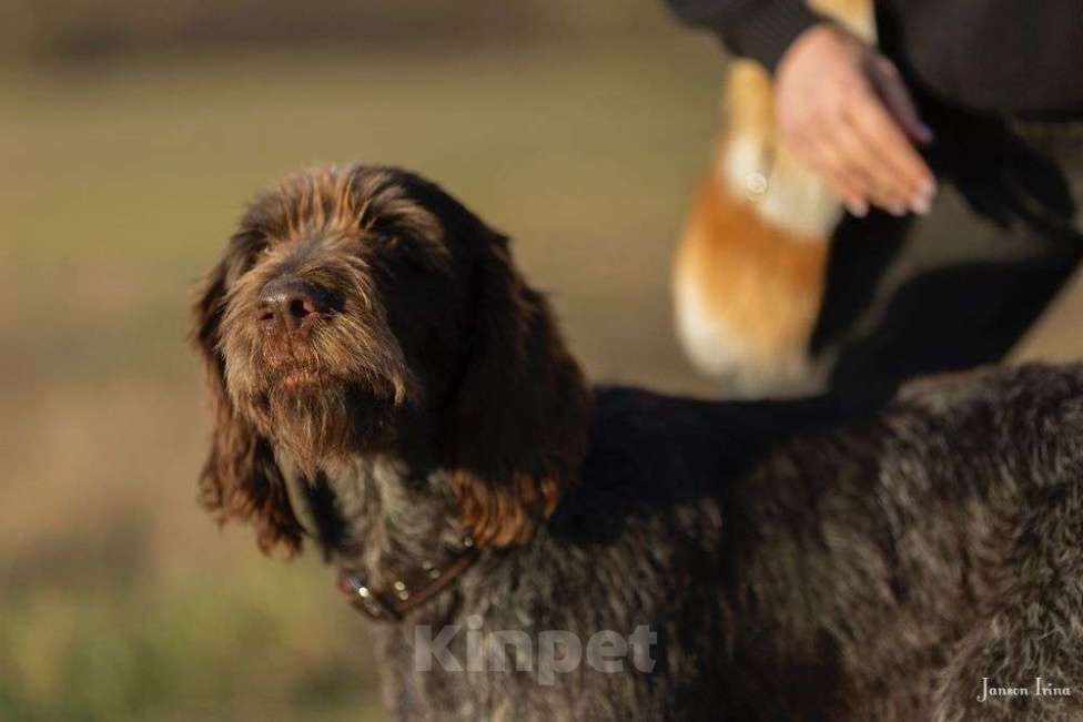 Собаки в Москве: Дратхаар Девочка, Бесплатно - фото 4