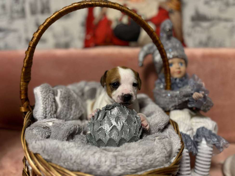 Собаки в других городах Московской области: Джек Рассел терьер щенок. Мальчик, 40 000 руб. - фото 1