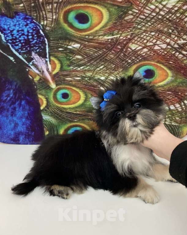 Собаки в Москве: Чёрный йорк стандарт девочка бэби фейс Девочка, 70 000 руб. - фото 6