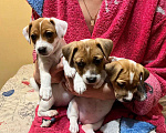 Собаки в других городах Крыма: Продам щенят Джек-Рассел-Терьер Девочка, 10 000 руб. - фото 8