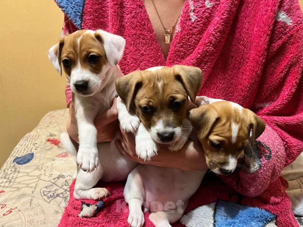 Собаки в других городах Крыма: Продам щенят Джек-Рассел-Терьер Девочка, 10 000 руб. - фото 8