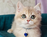 Кошки в Москве: Британский котенок Мальчик, 39 000 руб. - фото 1