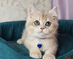 Кошки в Москве: Британский котенок Мальчик, 39 000 руб. - фото 1