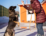 Собаки в Москве: Девочка, 1 год в добрые руки Девочка, Бесплатно - фото 8