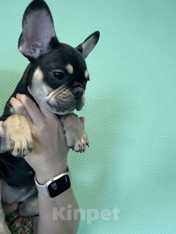 Собаки в других городах Ямало-Ненецкого автономного округа: Идеальный компаньон Девочка, Бесплатно - фото 3