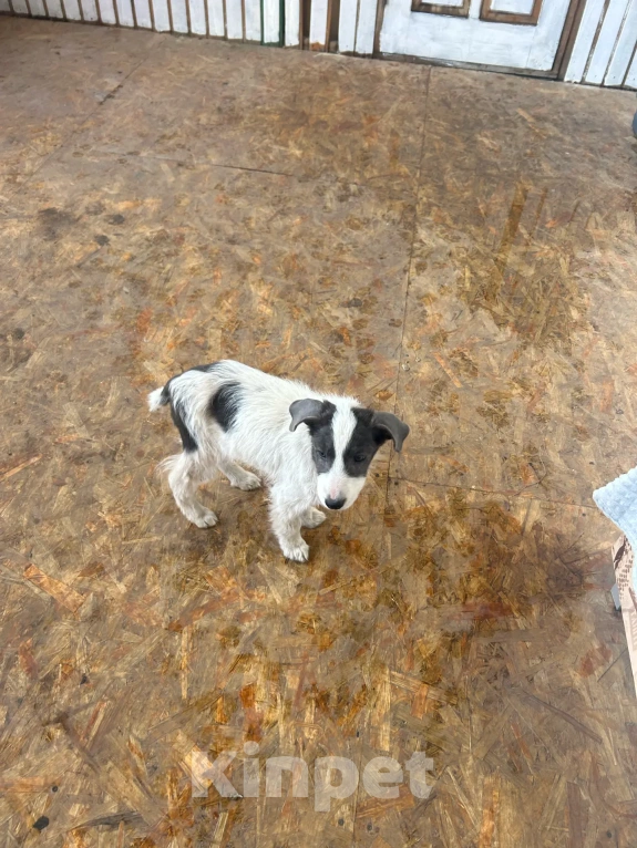 Собаки в Москве: Малышки-девчонки в добрые руки Девочка, Бесплатно - фото 10