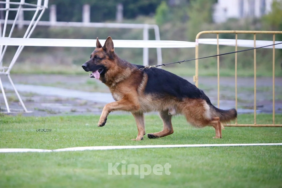 Собаки в Твери: подрощенные щенки неемецкой овчарки Девочка, 60 000 руб. - фото 6