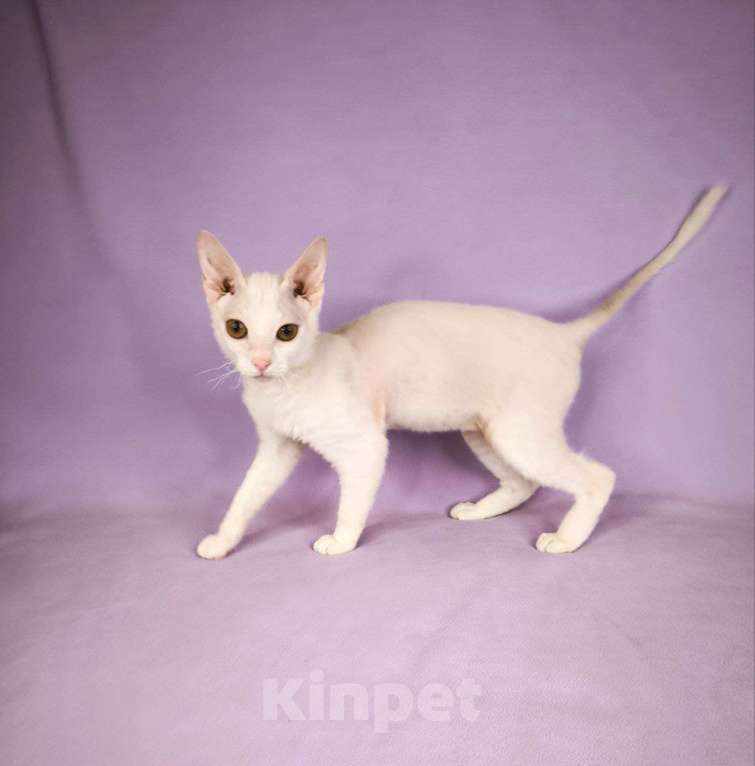 Кошки в Москве: Элитные котята левкой Девочка, Бесплатно - фото 2