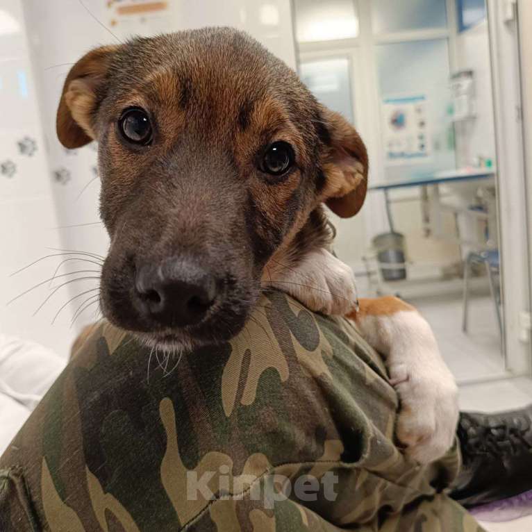 Собаки в других городах Московской области: самая ласковая девочка ищет дом Девочка, Бесплатно - фото 7