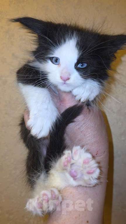 Кошки в Санкт-Петербурге: Котята породы мейнкун Девочка, Бесплатно - фото 1