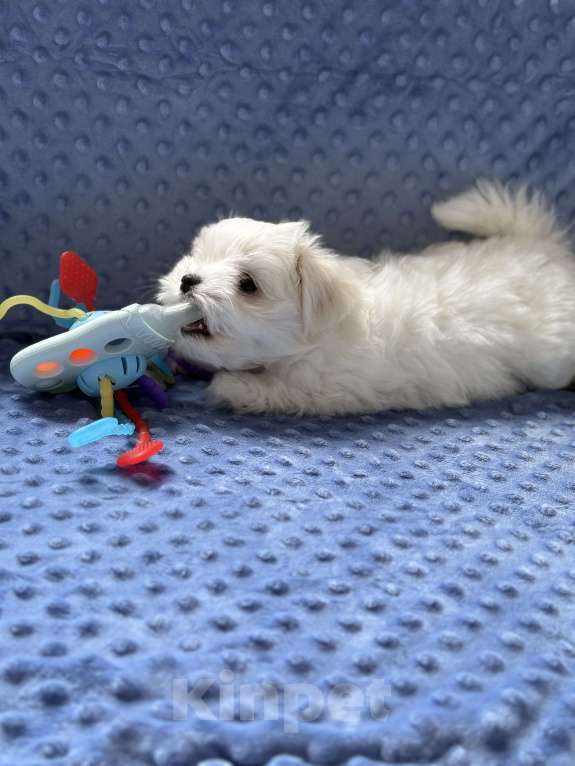 Собаки в Калининграде: Мальтезе Девочка, 150 000 руб. - фото 2