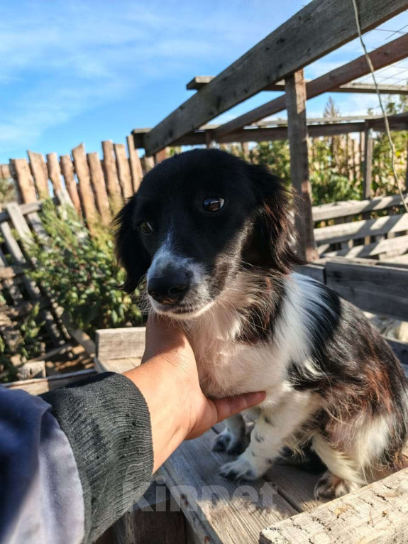 Собаки в Москве: Маленькая собачка ищет дом Девочка, Бесплатно - фото 2