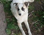 Собаки в Кемерово: Прелестная собачка  Девочка, Бесплатно - фото 3