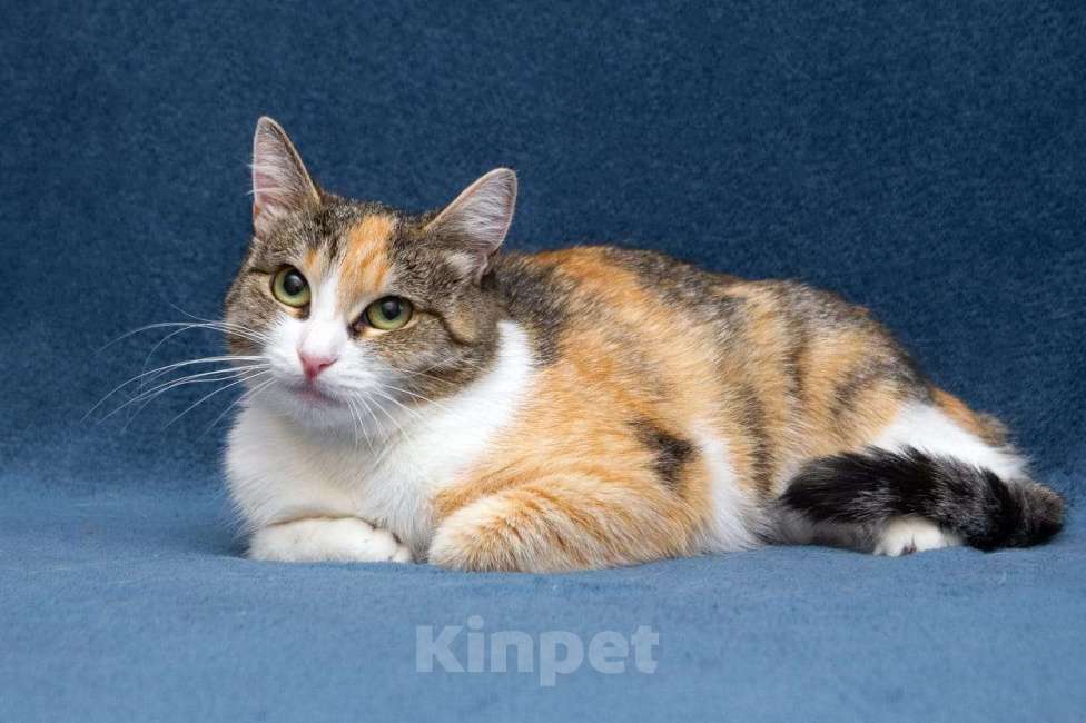 Кошки в Москве: Ищет дом кошечка Пикси Девочка, Бесплатно - фото 7