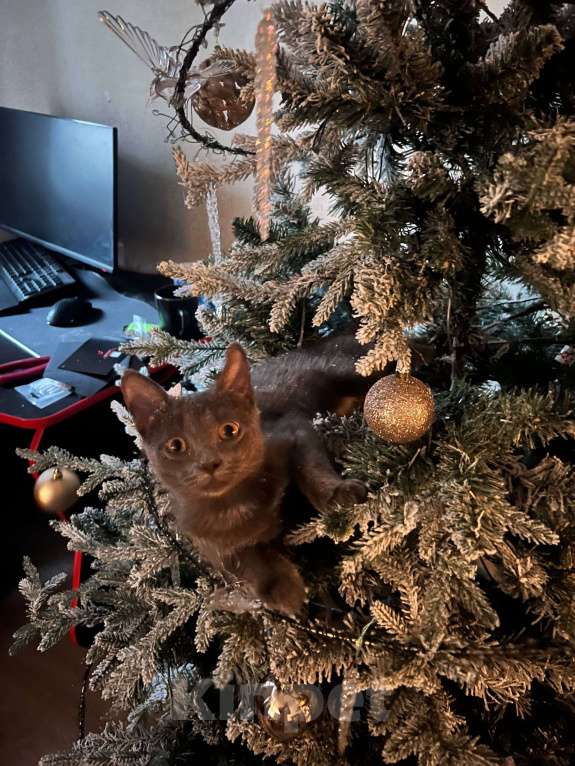 Кошки в Москве: Котенок в добрые руки  Мальчик, Бесплатно - фото 1