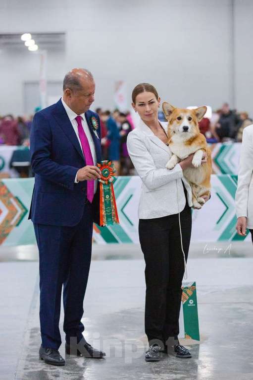 Собаки в Санкт-Петербурге: Племенной кобель Вельш корги пемброк Мальчик, Бесплатно - фото 6