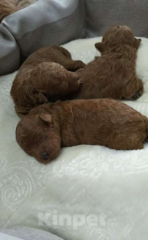 Собаки в Москве: Той-пудель Мальчик, 80 000 руб. - фото 1