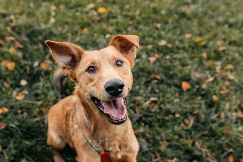 Собаки в Москве: Лион- один на миллион ♥️ Мальчик, Бесплатно - фото 10