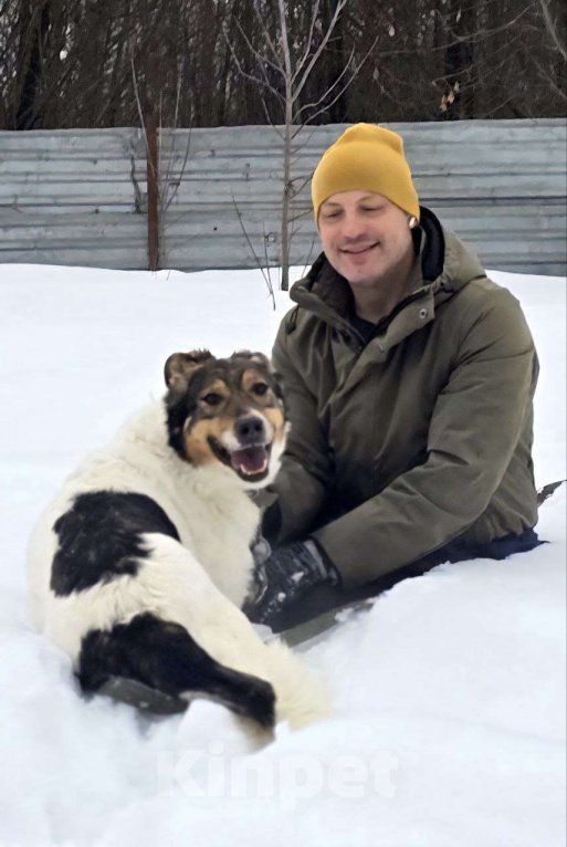 Собаки в Королеве: Жерар – пёс тонкой душевной организации. Мальчик, Бесплатно - фото 1