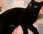Кошки в Иркутске: Потерялся кот Мурзик Мальчик, Бесплатно - фото 1