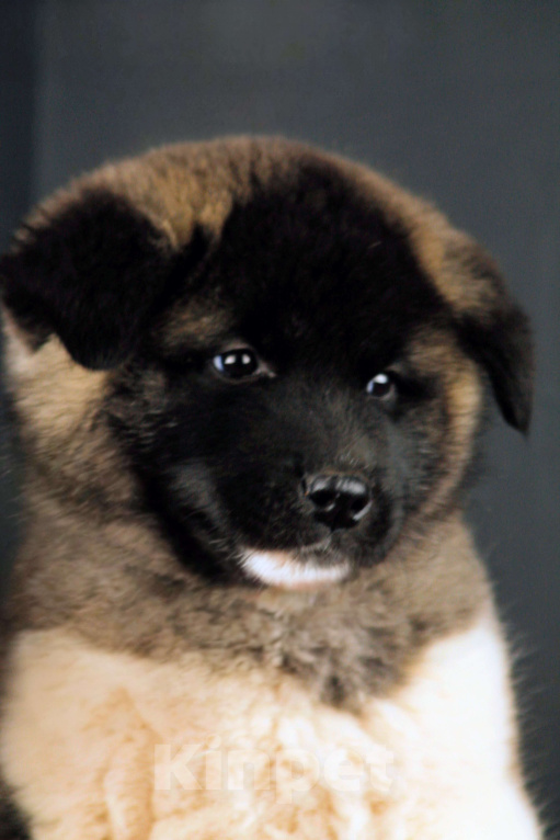 Собаки в других городах Ленинградской области: Щенки Американской акиты, для семьи и выставок. Мальчик, Бесплатно - фото 8