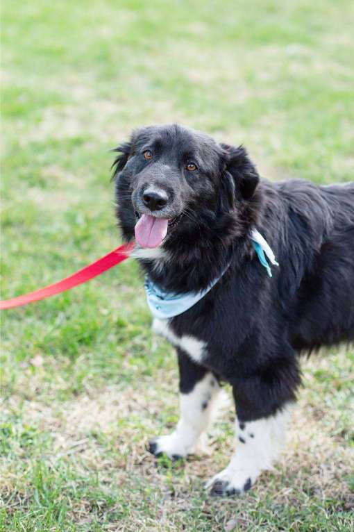 Собаки в Москве: Злата, метис бордер-колли Девочка, Бесплатно - фото 2