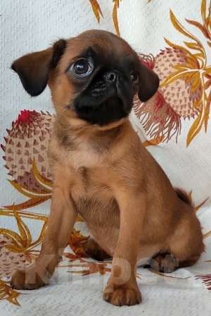 Собаки в Москве: рыжий мальчик пти брабансона 2 мес. Мальчик, 45 000 руб. - фото 3