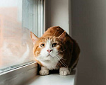 Кошки в Москве: У рыжего котика Ориона умерли хозяева Мальчик, 1 руб. - фото 2