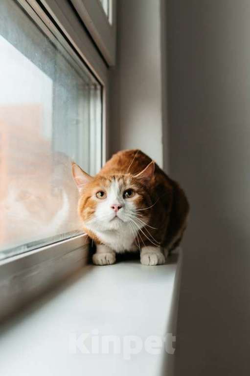 Кошки в Москве: У рыжего котика Ориона умерли хозяева Мальчик, 1 руб. - фото 2