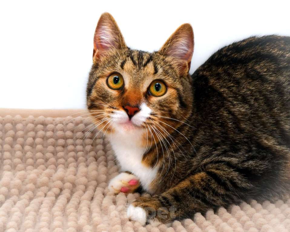 Кошки в Москве: котенок Тася ишет дом Девочка, 10 руб. - фото 2