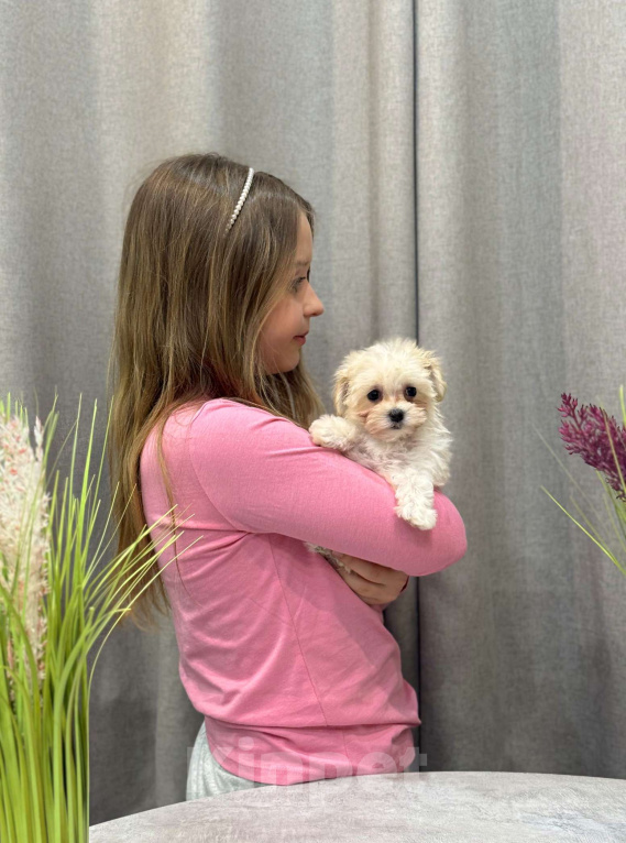 Собаки в Москве: Мальтипу девочка 1 Девочка, 180 000 руб. - фото 7