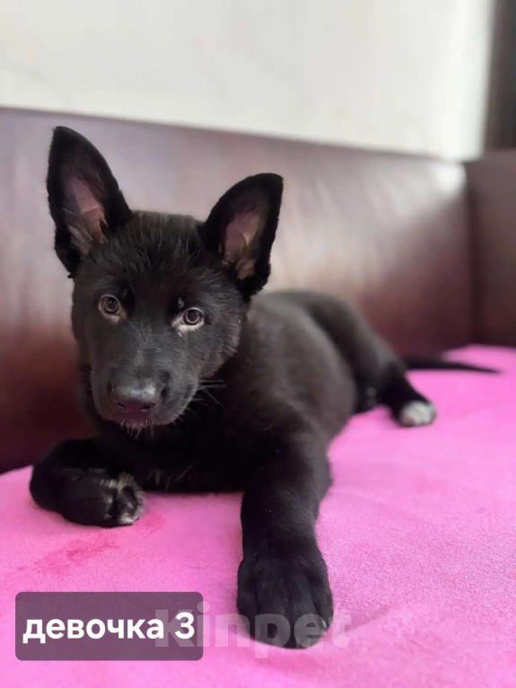 Собаки в Новосибирске: Щенки-волкособы (25% канадский черный волк) Разнополые, 25 000 руб. - фото 3