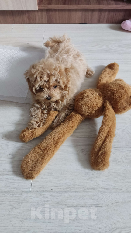 Собаки в Ставрополе: Мальтипу F1 Мальчик, 180 000 руб. - фото 3