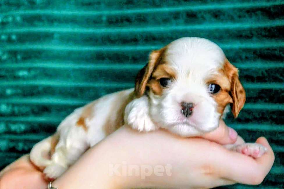 Собаки в других городах Московской области: Щенки девочки кавалер кинг чарльз спаниель Девочка, 130 руб. - фото 2