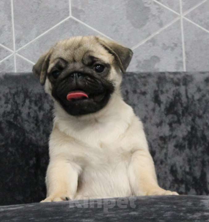 Собаки в Калуге: Мопс Девочка, 50 000 руб. - фото 3