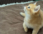 Кошки в Новосибирске: Шотландский прямоухий котик Мальчик, 40 000 руб. - фото 10