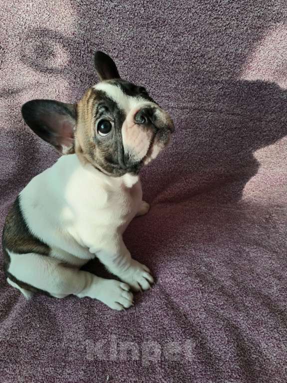 Собаки в Новокузнецке: Беляшик Девочка, 50 000 руб. - фото 2