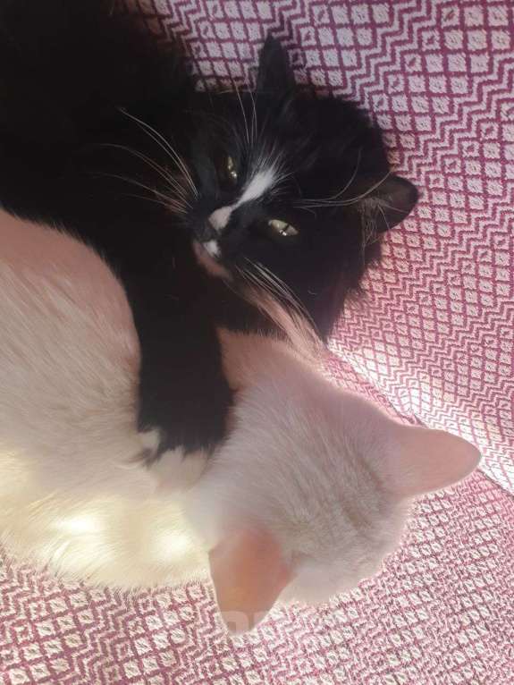 Кошки в Дмитрове: Кошечки стерилизованные  Девочка, Бесплатно - фото 2